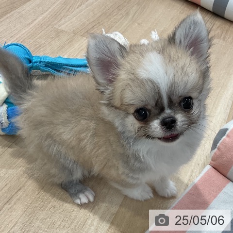 チワワの写真