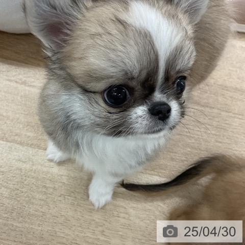 チワワの写真