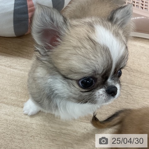 チワワの写真