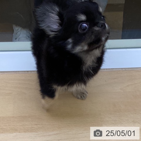 チワワの写真
