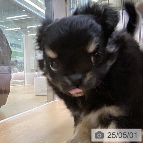 チワワの写真