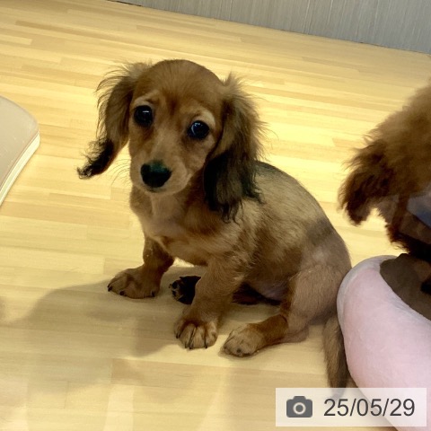 ミニチュア・ダックスフンドの写真