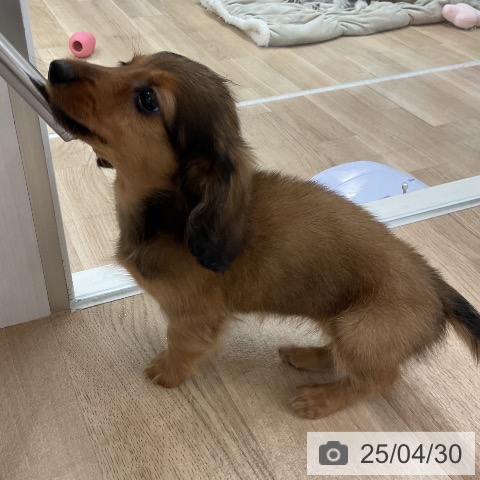 カニーンヘン・ダックスフンドの写真