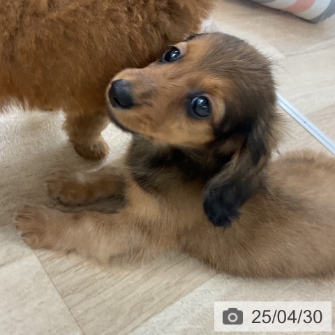 カニーンヘン・ダックスフンドの写真