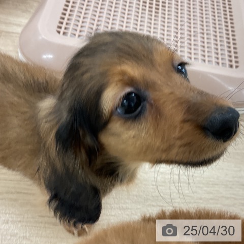 カニーンヘン・ダックスフンドの写真