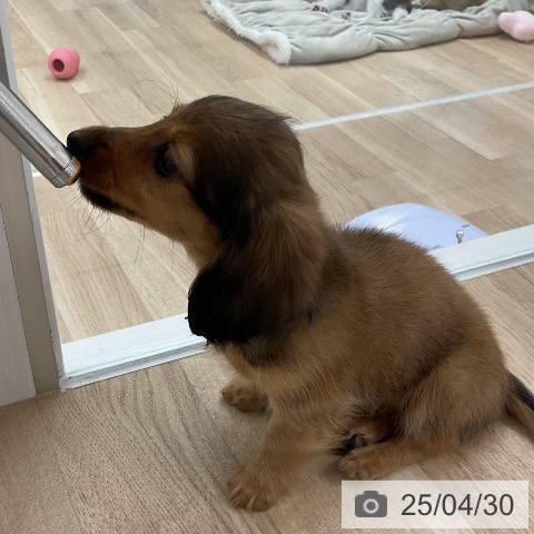 カニーンヘン・ダックスフンドの写真