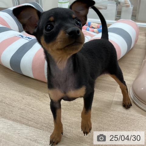 ミニチュア・ピンシャーの写真