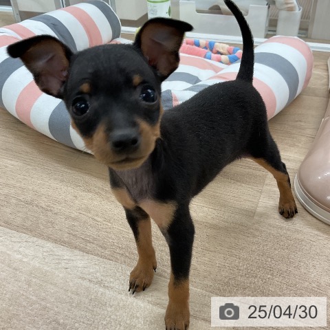 ミニチュア・ピンシャーの写真