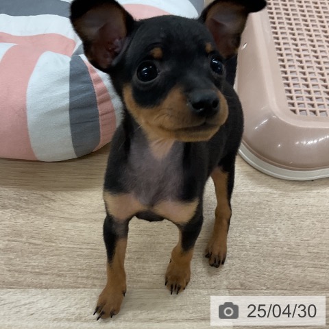 ミニチュア・ピンシャーの写真