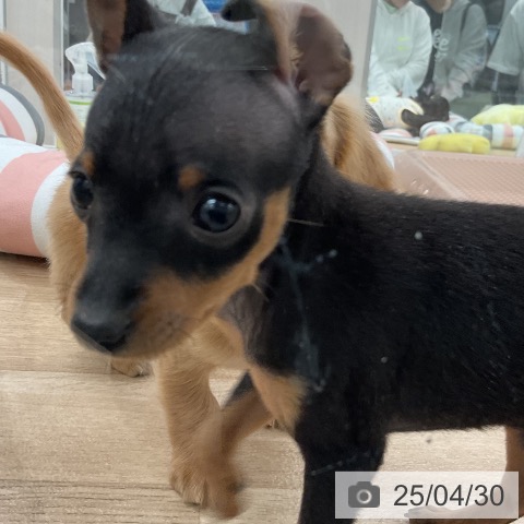 ミニチュア・ピンシャーの写真