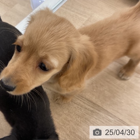 ミニチュア・ダックスフンドの写真