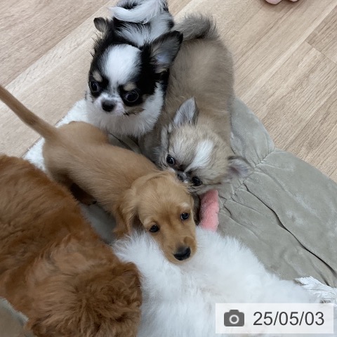 ミニチュア・ダックスフンドの写真