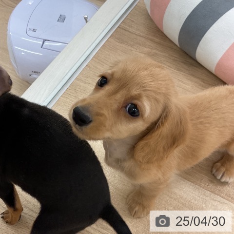 ミニチュア・ダックスフンドの写真