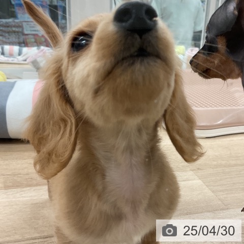 ミニチュア・ダックスフンドの写真