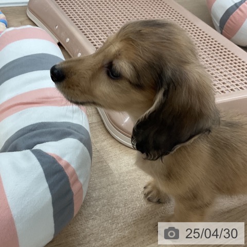 ミニチュア・ダックスフンドの写真