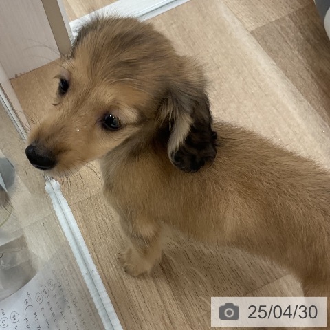 ミニチュア・ダックスフンドの写真