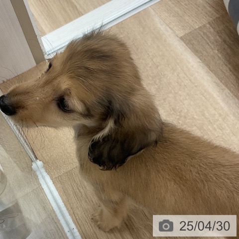 ミニチュア・ダックスフンドの写真