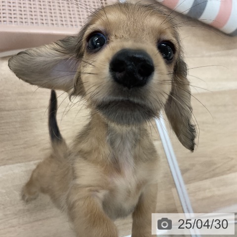 ミニチュア・ダックスフンドの写真