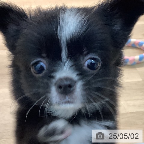 チワワの写真