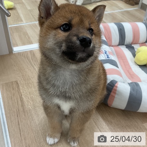 柴の写真
