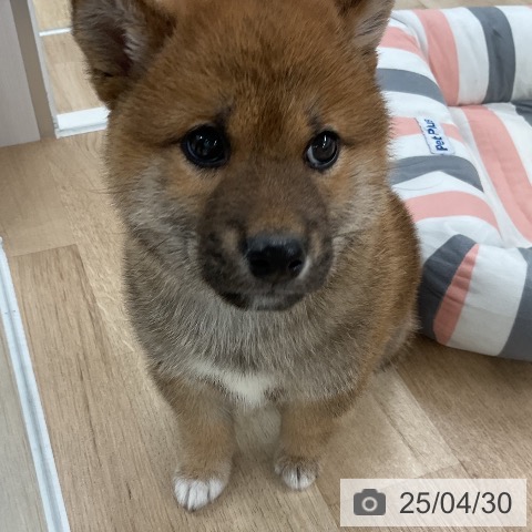 柴の写真