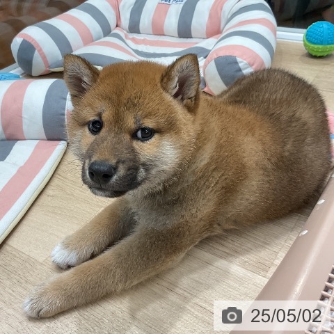 柴の写真