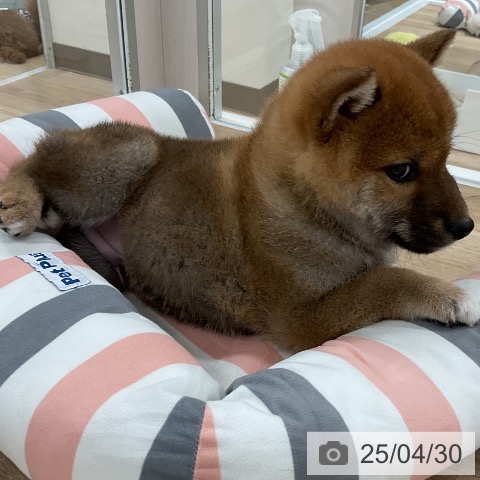 柴の写真