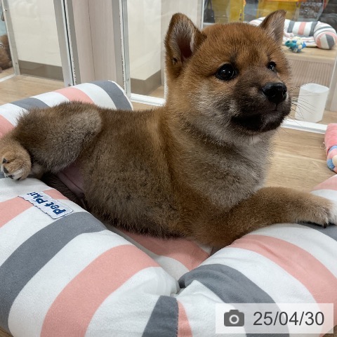 柴の写真