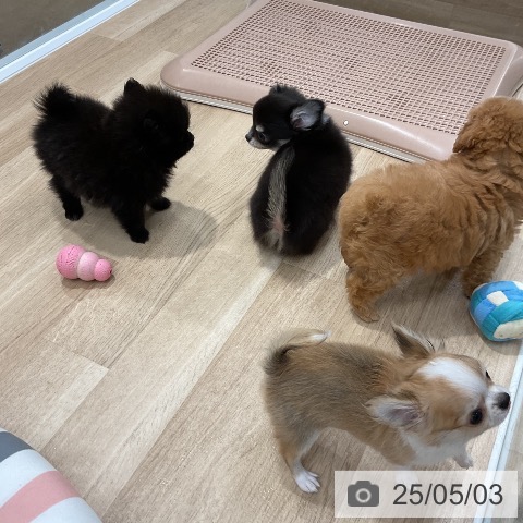 ポメラニアンの写真