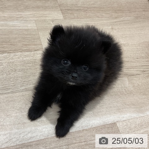 ポメラニアンの写真
