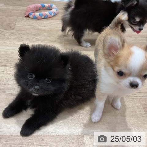 ポメラニアンの写真