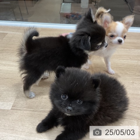 ポメラニアンの写真