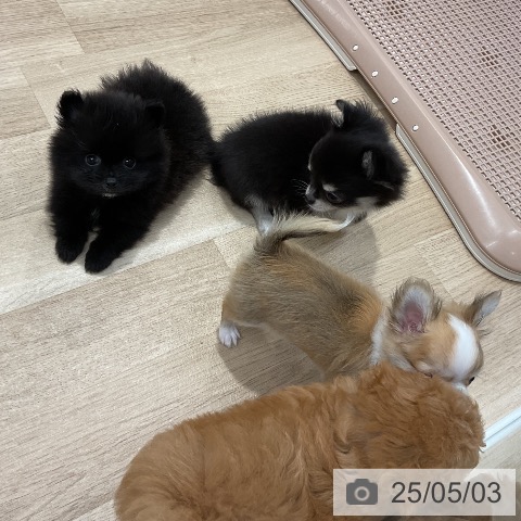 ポメラニアンの写真
