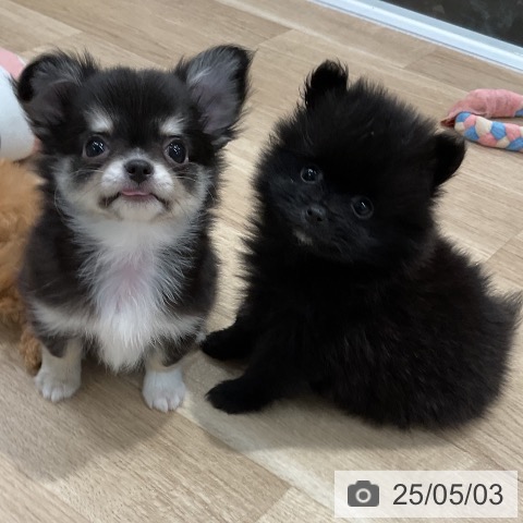 ポメラニアンの写真