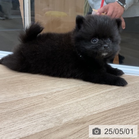 ポメラニアンの写真