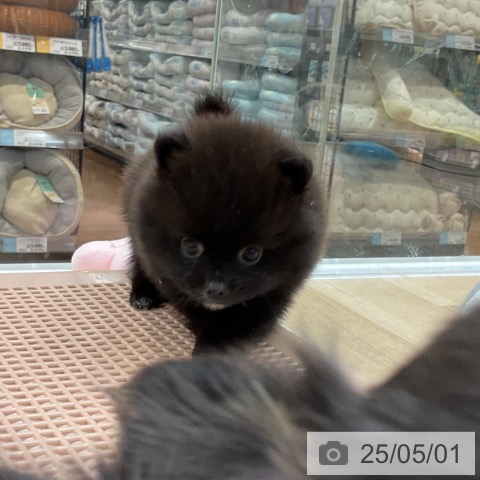ポメラニアンの写真