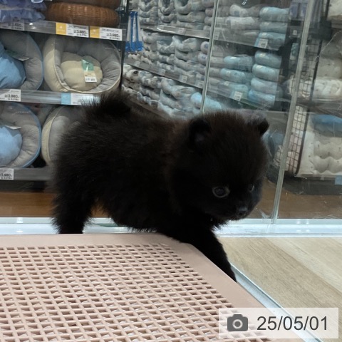 ポメラニアンの写真