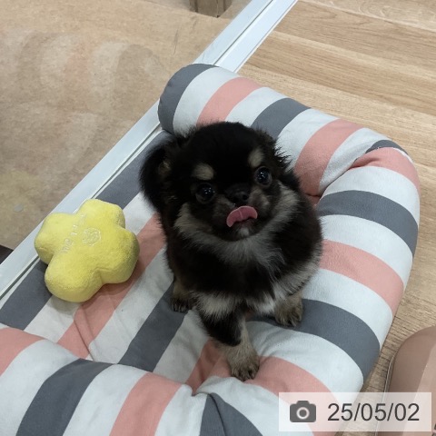 チワワの写真