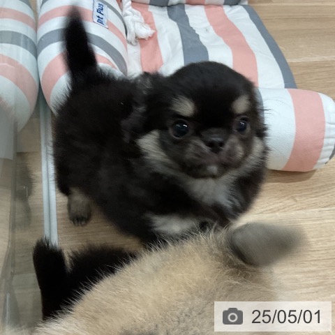 チワワの写真