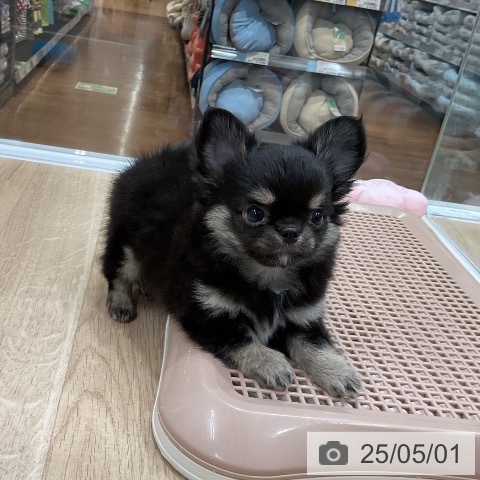 チワワの写真