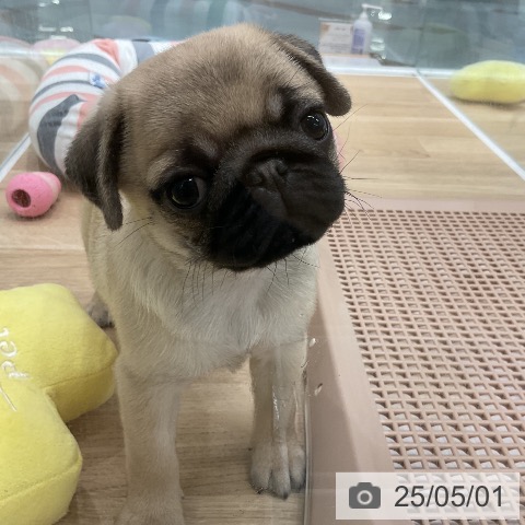 パグの写真
