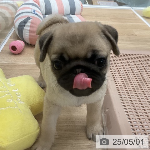 パグの写真