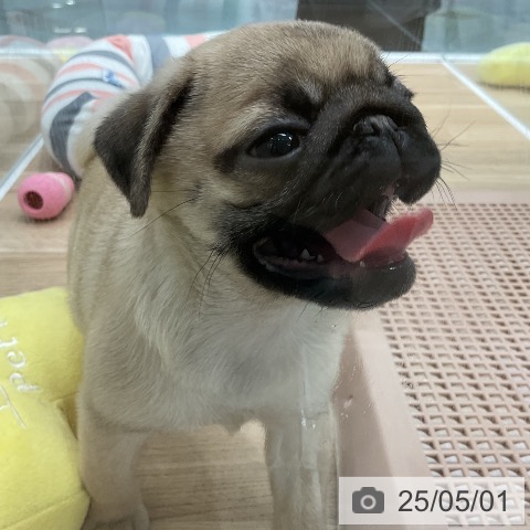 パグの写真