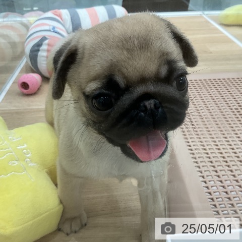 パグの写真
