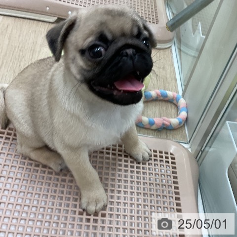 パグの写真