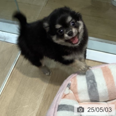 チワワの写真