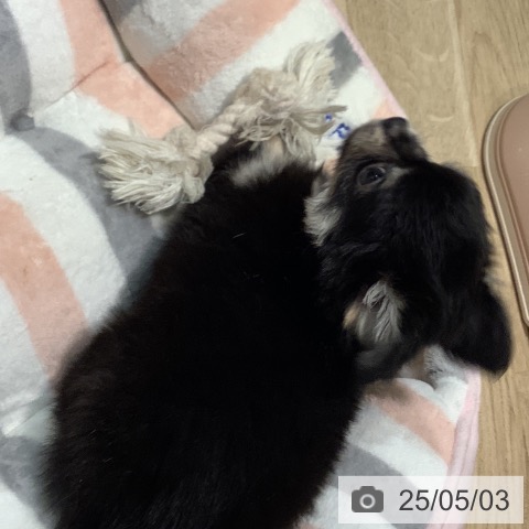 チワワの写真