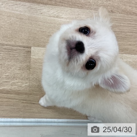 チワワの写真