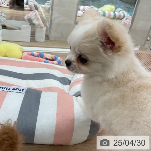 チワワの写真
