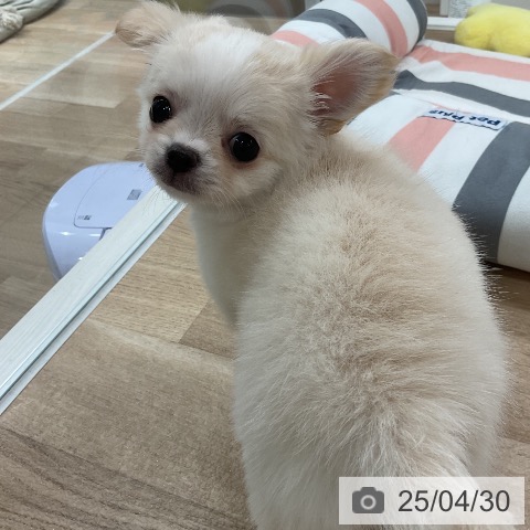 チワワの写真